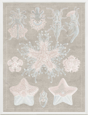 Marine Phyla I — still life fine art print shown from another angle