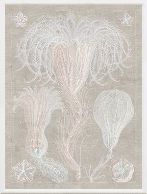 Marine Phyla III — still life fine art print shown from another angle