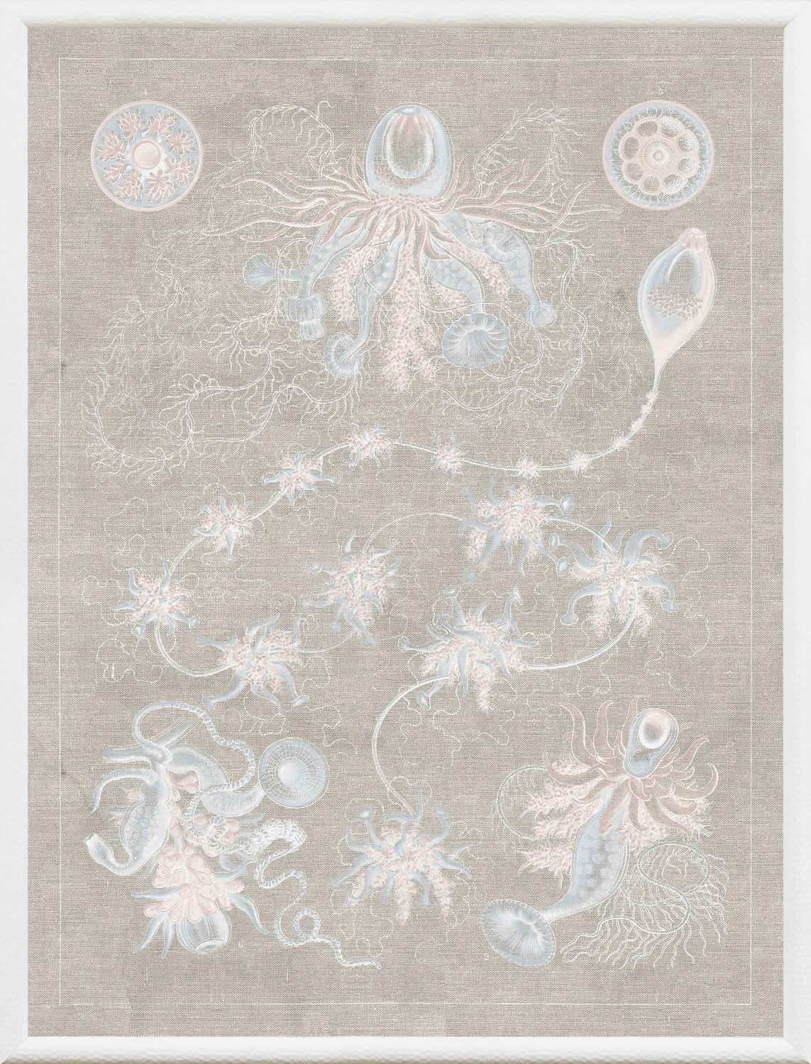 Marine Phyla V wall art featuring intricate marine life illustrations in soft pastel colors on a beige background.