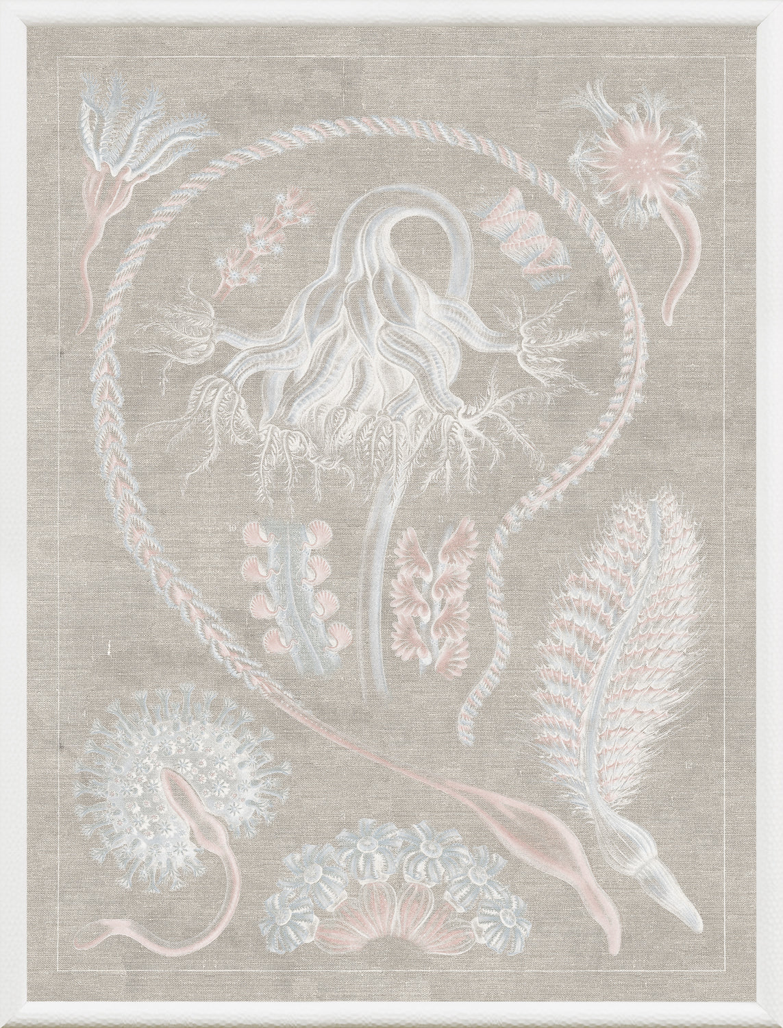 Marine Phyla VI — still life fine art print shown from another angle