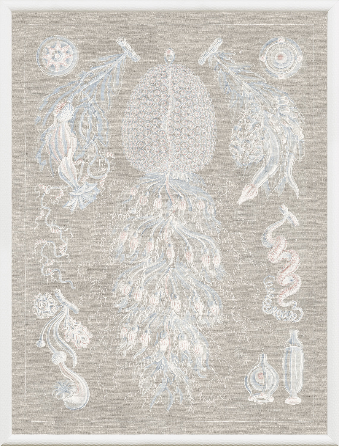 Marine Phyla VIII — still life fine art print shown from another angle