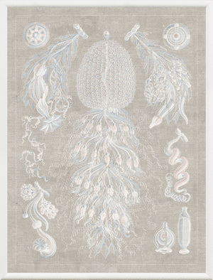 Marine Phyla VIII — still life fine art print shown from another angle
