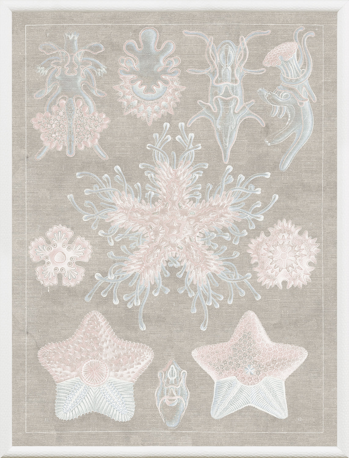 Marine Phyla I — still life fine art print shown from another angle