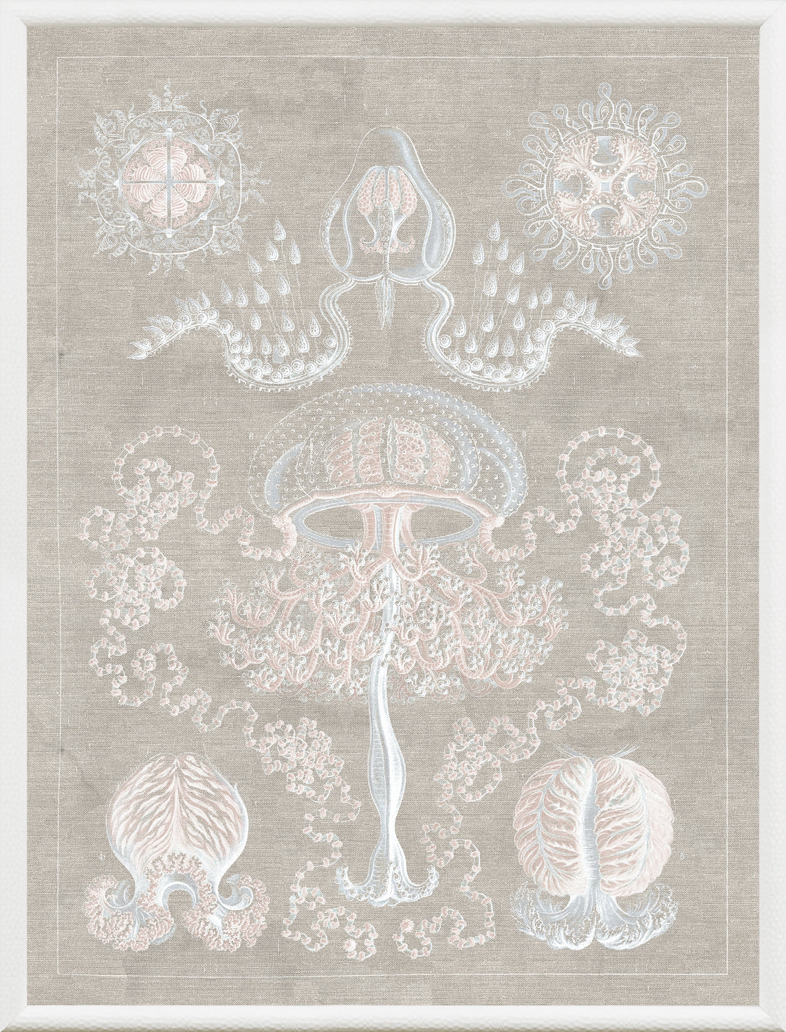Marine Phyla II — still life fine art print shown from another angle