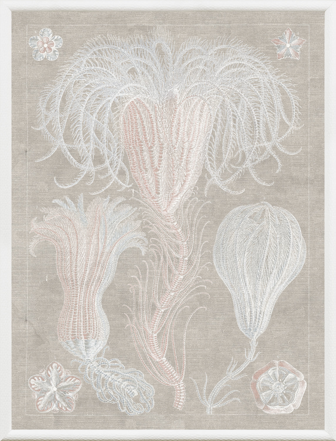 Marine Phyla III — still life fine art print shown from another angle