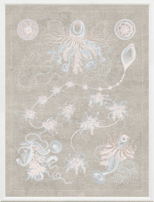 Marine Phyla V — still life fine art print shown from another angle