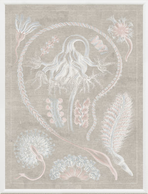 Marine Phyla VI — still life fine art print shown from another angle