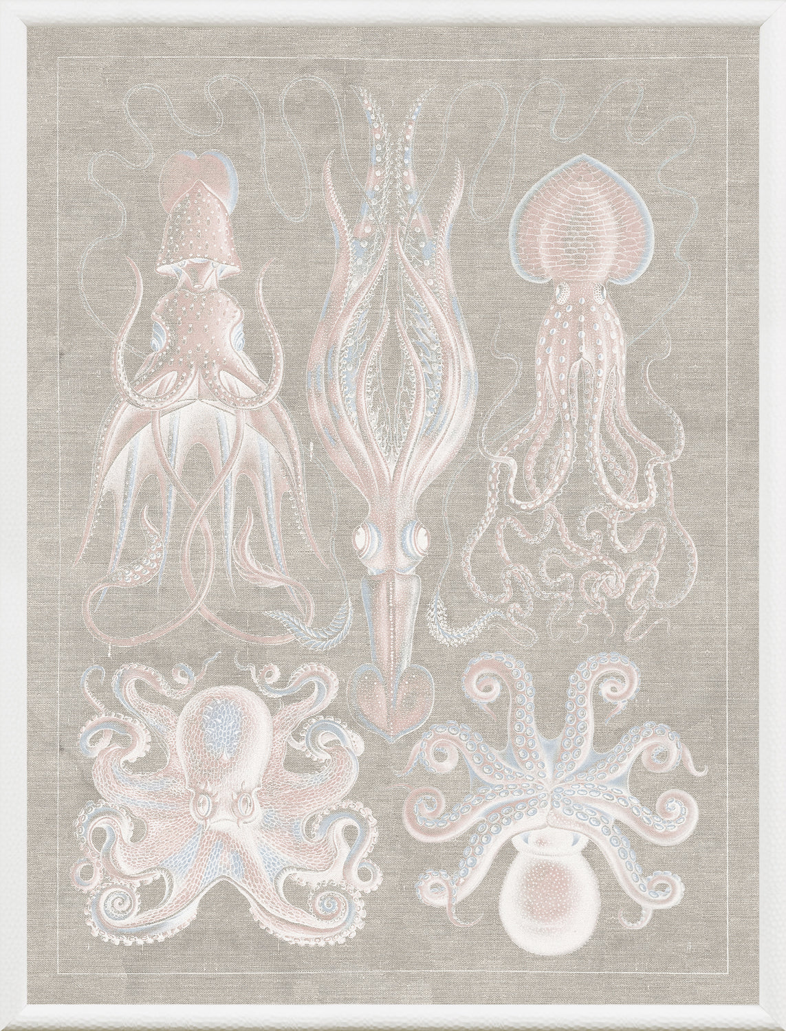 Marine Phyla VII — still life fine art print shown from another angle