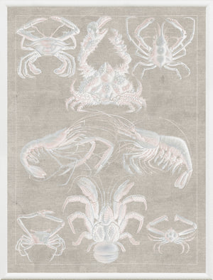 Marine Phyla IX — still life fine art print shown from another angle