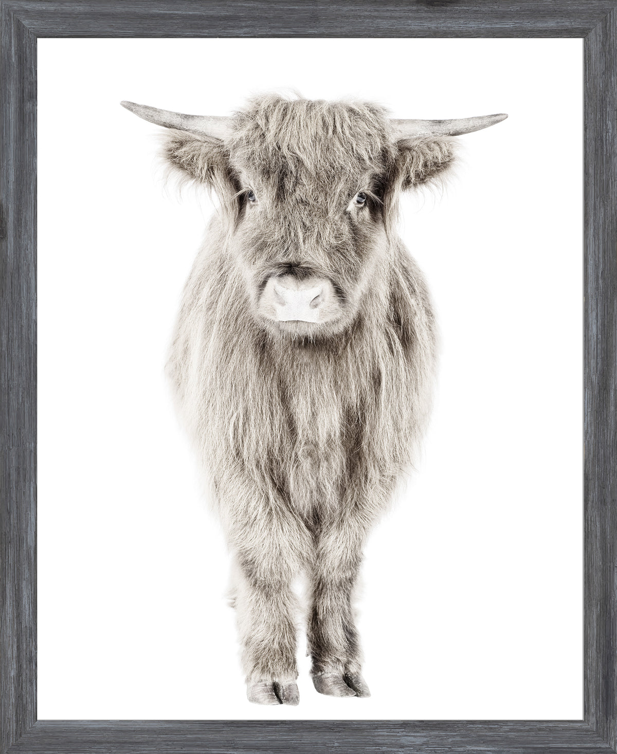Highland Calf framed portrait