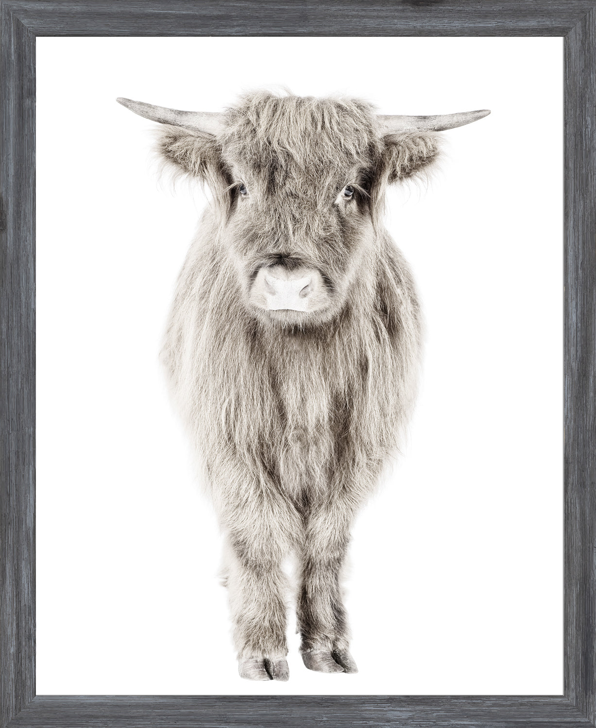 Highland Calf framed portrait