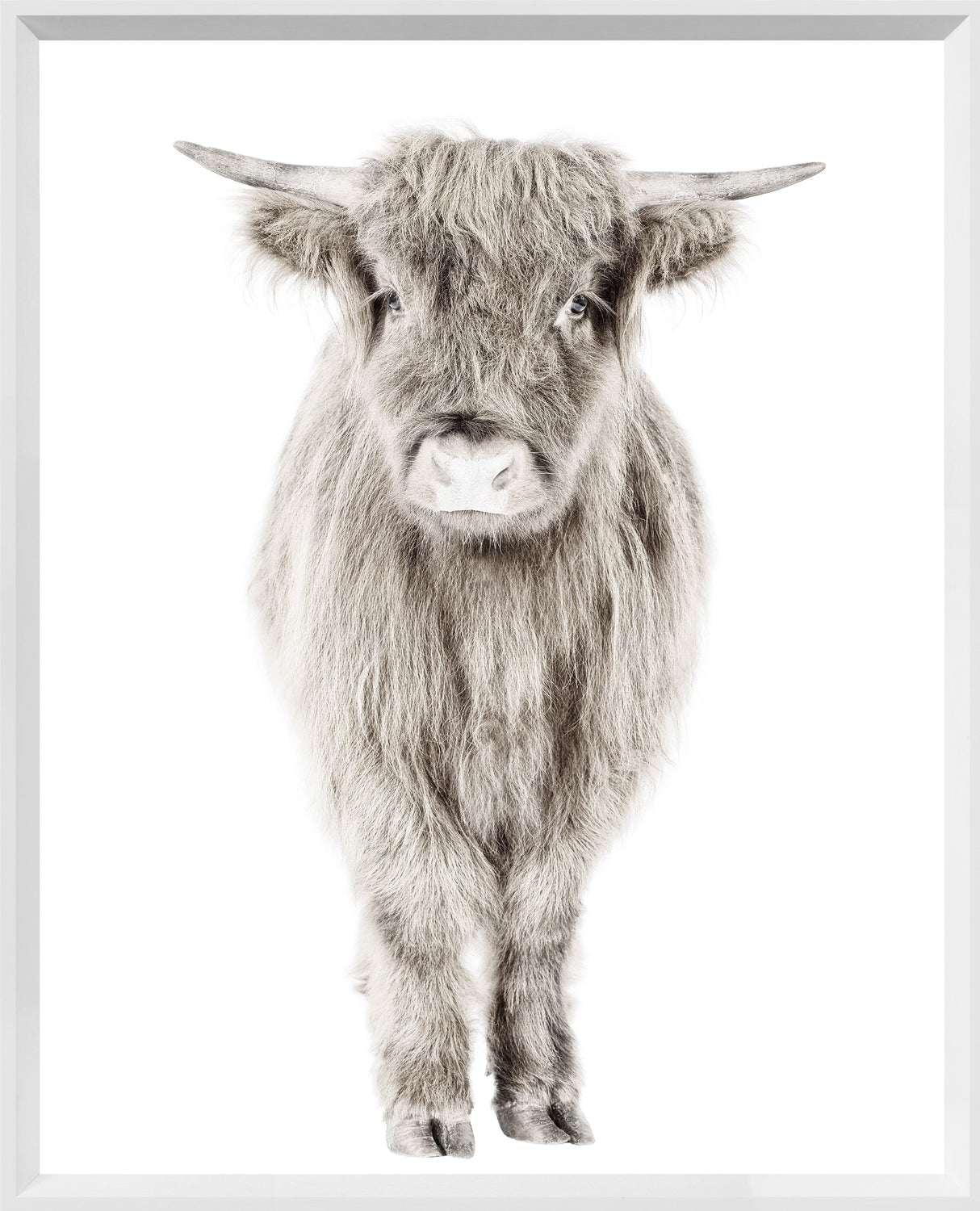 Highland Calf — nature and landscape fine art print shown from another angle