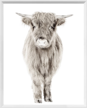 Highland Calf — nature and landscape fine art print shown from another angle