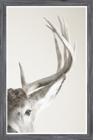Focused Regard wall art featuring a close-up of a deer with prominent antlers against a light background