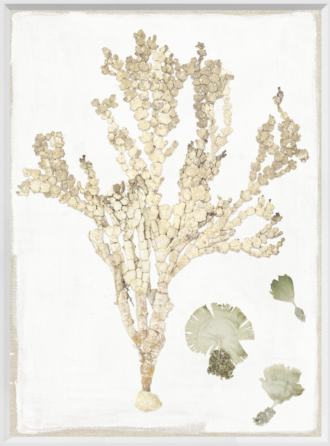 Tropical Pressings I wall art featuring pressed botanical elements in neutral tones on a white background.
