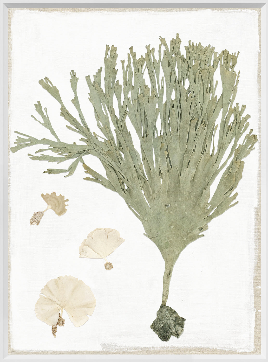 Tropical Pressings II wall art featuring pressed green seaweed and beige shells on a white background