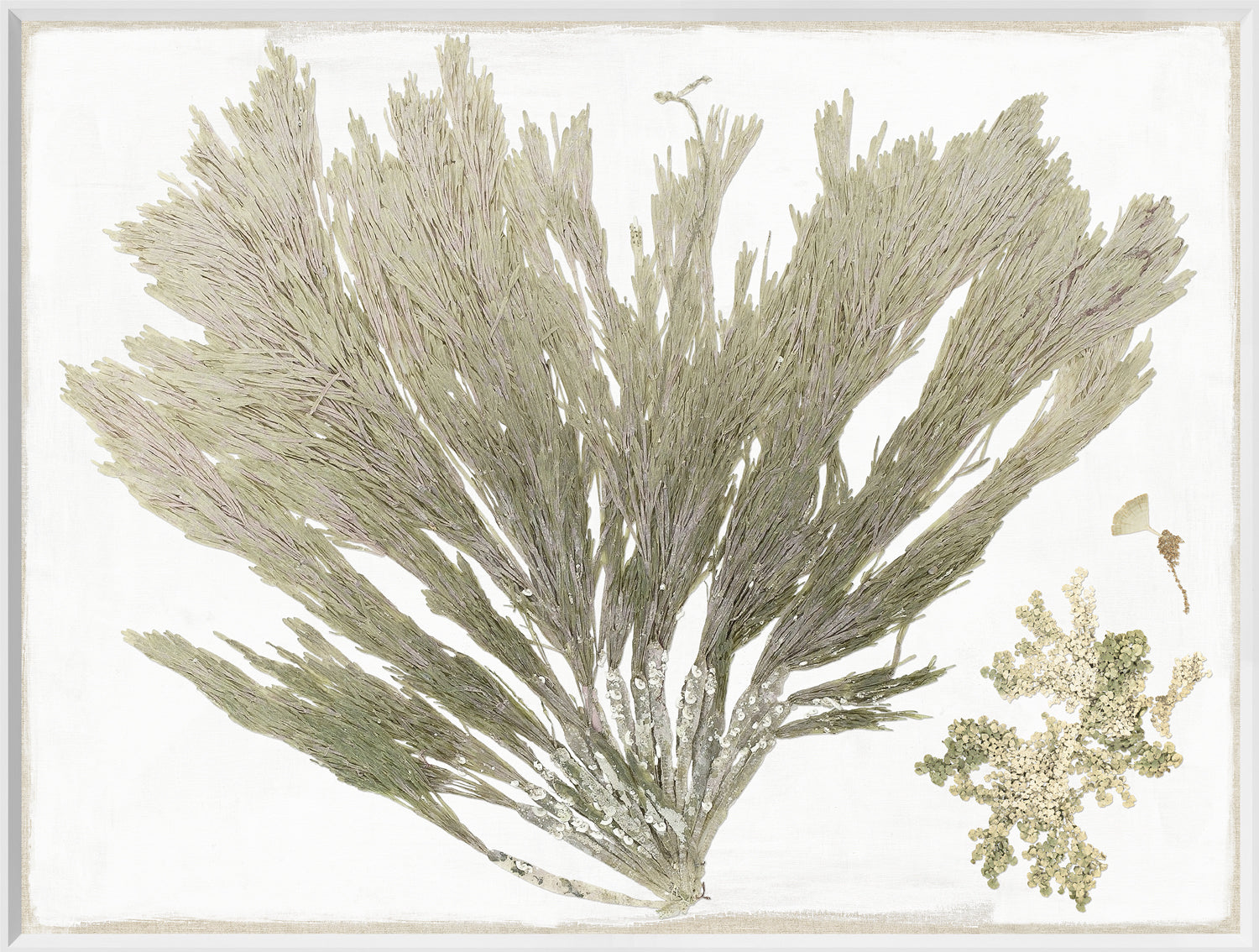 Tropical Pressings III wall art featuring pressed green seaweed on a white background