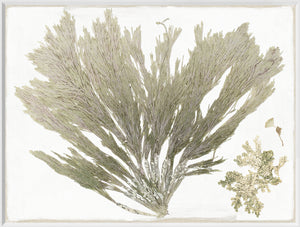 Tropical Pressings III wall art featuring pressed green seaweed on a white background