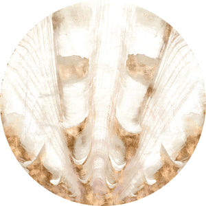 Nautilus II — nature and landscape fine art print in neutral tones at Laurie Yapp Home
