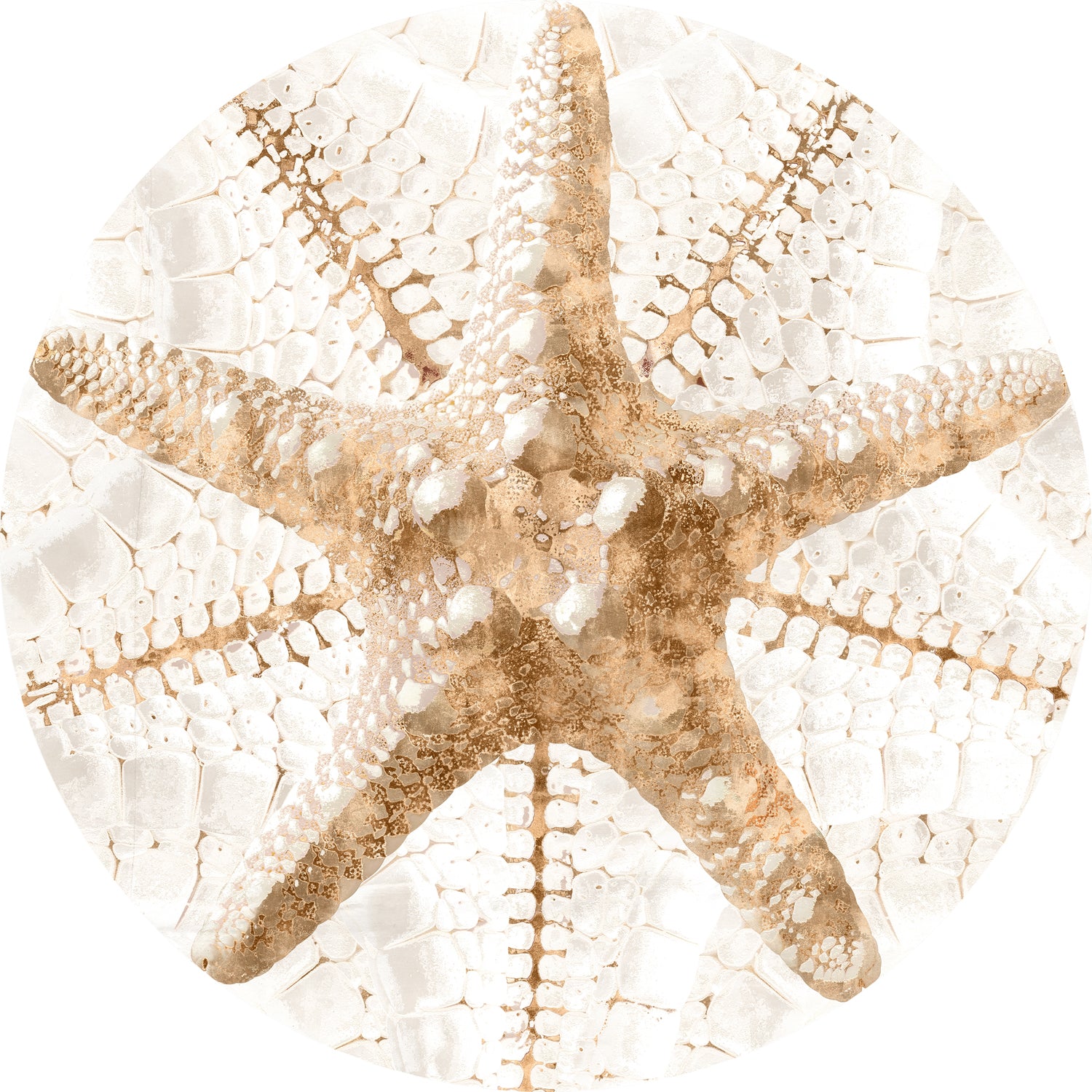 Nautilus III — nature and landscape fine art print in neutral tones at Laurie Yapp Home
