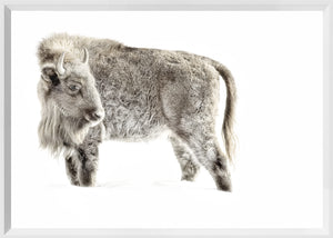 Juvenile Buffalo — nature and landscape fine art print in neutral tones at Laurie Yapp Home