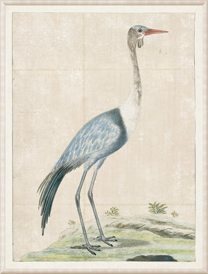 Gordon – Wattled Crane, 1778 wall art featuring a blue and white crane on a textured background