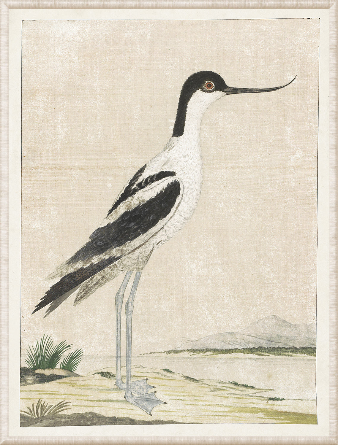 Gordon – Pied Avocet wall art featuring a detailed bird illustration with black and white plumage.