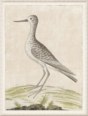 Gordon – Common Greenshank wall art featuring a detailed illustration of a bird on a textured background.