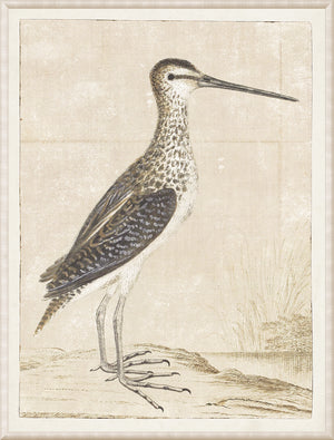 Gordon – African Snipe wall art featuring a detailed illustration of the bird in natural colors.