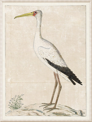 Gordon – Wood Stark, 1778 wall art featuring a detailed illustration of a white stork.