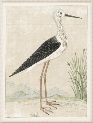 Gordon – Black Winged Stilt wall art featuring a detailed illustration of a bird with black and white plumage.