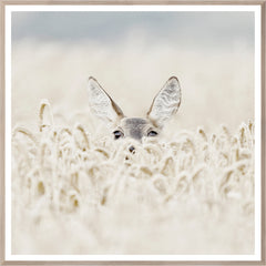 41,5 × 41,5 pouces