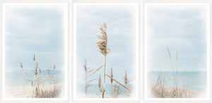 Dune Grass wall art featuring tall grass against a soft blue sky and ocean backdrop.