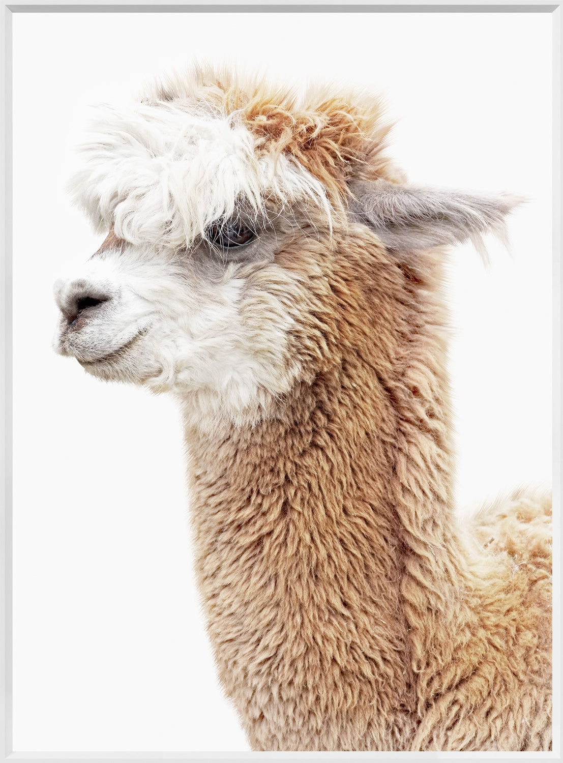 Llama Portrait wall art featuring a close-up of a fluffy llama with a white background.