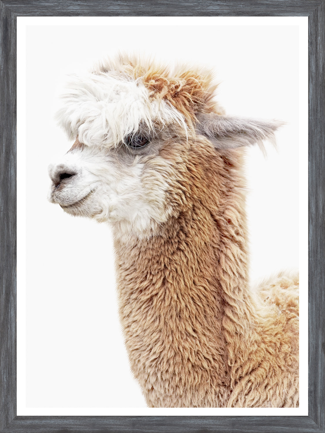 Llama Portrait — nature and landscape fine art print shown from another angle