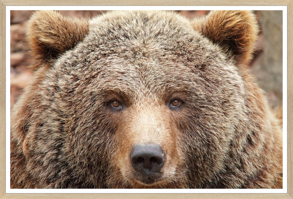 Natural Bear Family Trio Bundle