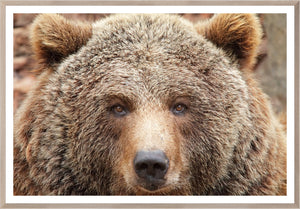 Natural Grizzly framed art print