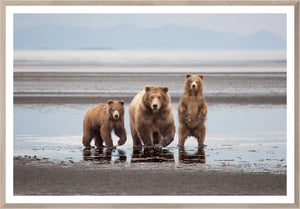 Natural Bear Family framed art print