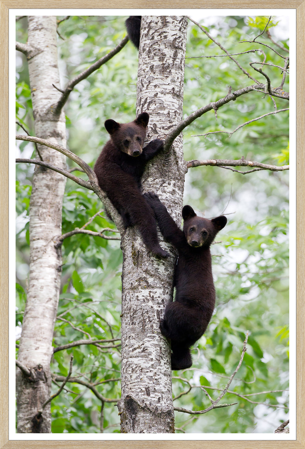 Natural Bear Family Trio Bundle