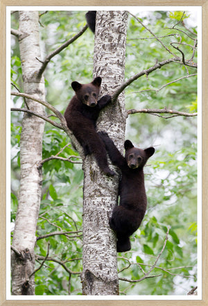 Natural Bear Family Trio Bundle