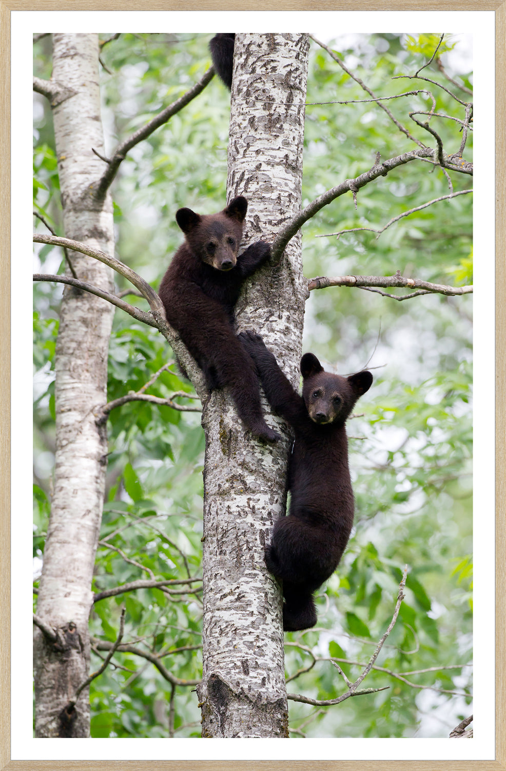 Natural Black Bear Cubs framed art print