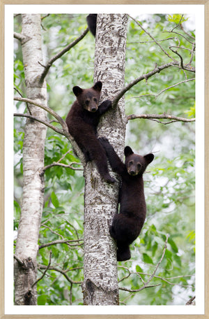 Natural Black Bear Cubs framed art print