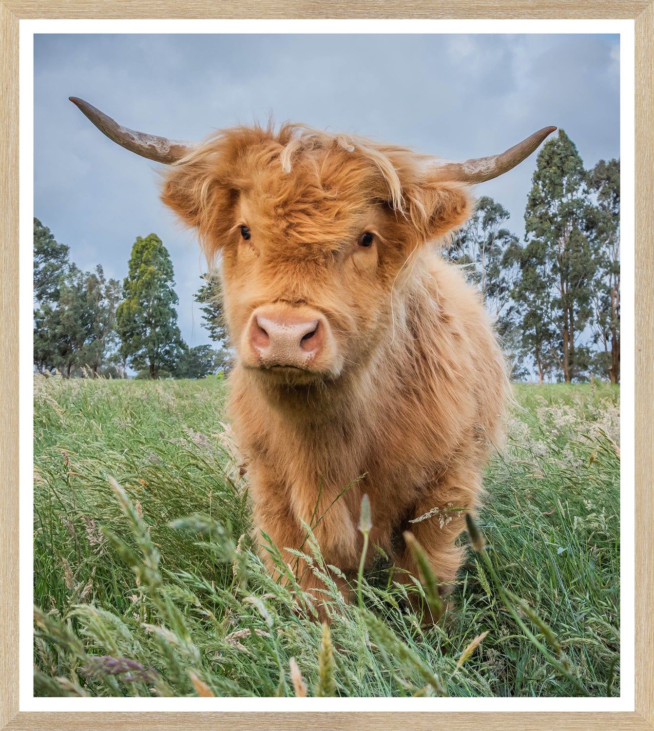 Highland Cattle Trio Bundle