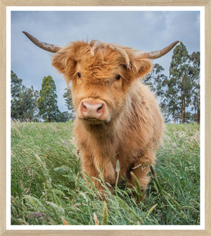 Highland Cattle Trio Bundle