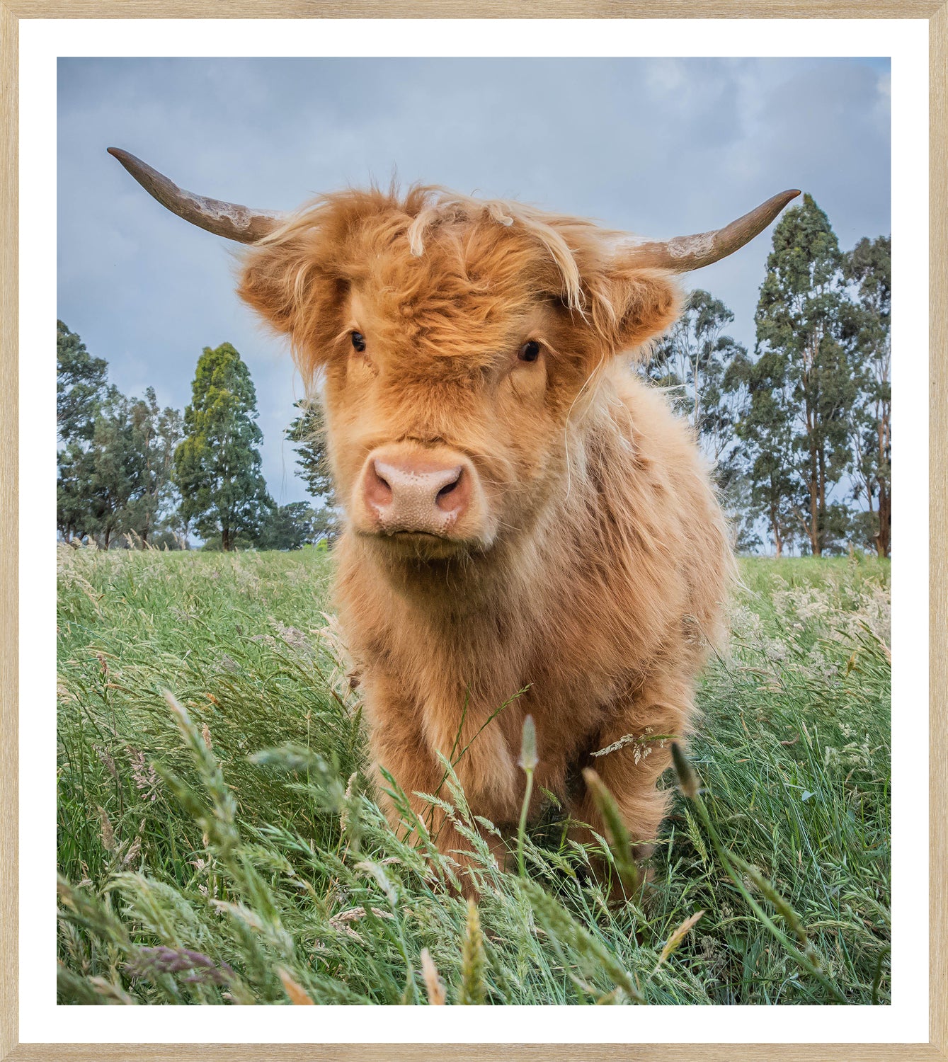Natural Highland Calf framed art print