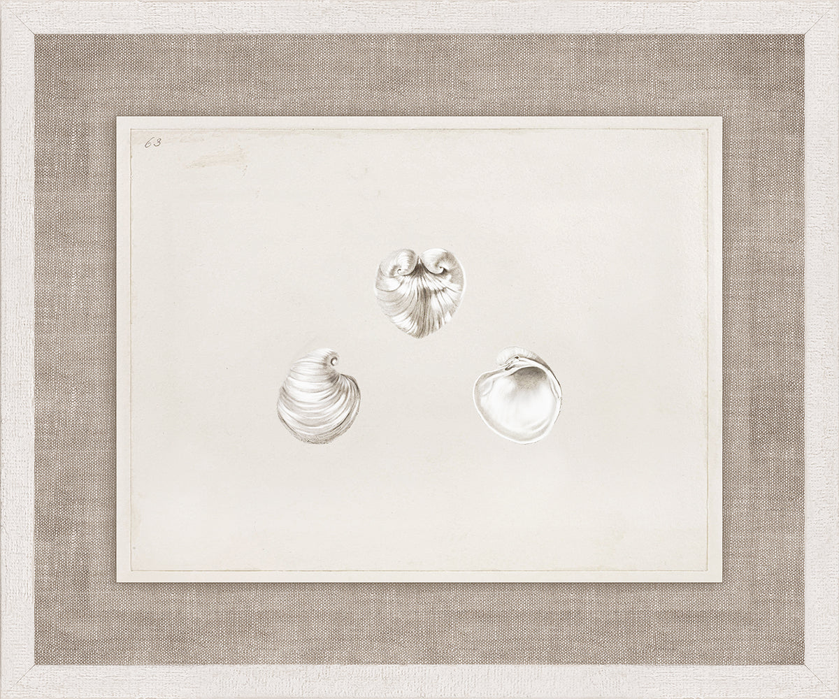 Anna’s Shells, Circa 1822 – I wall art featuring three detailed shell illustrations on a light background.