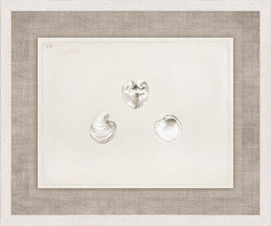 Anna’s Shells, Circa 1822 – I wall art featuring three detailed shell illustrations on a light background.