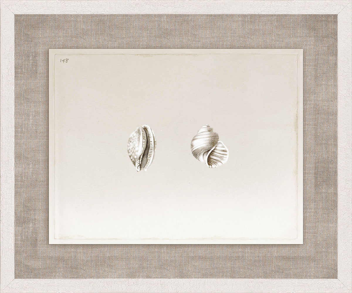 Anna’s Shells, Circa 1822 – II wall art featuring two detailed shell illustrations on a soft background.