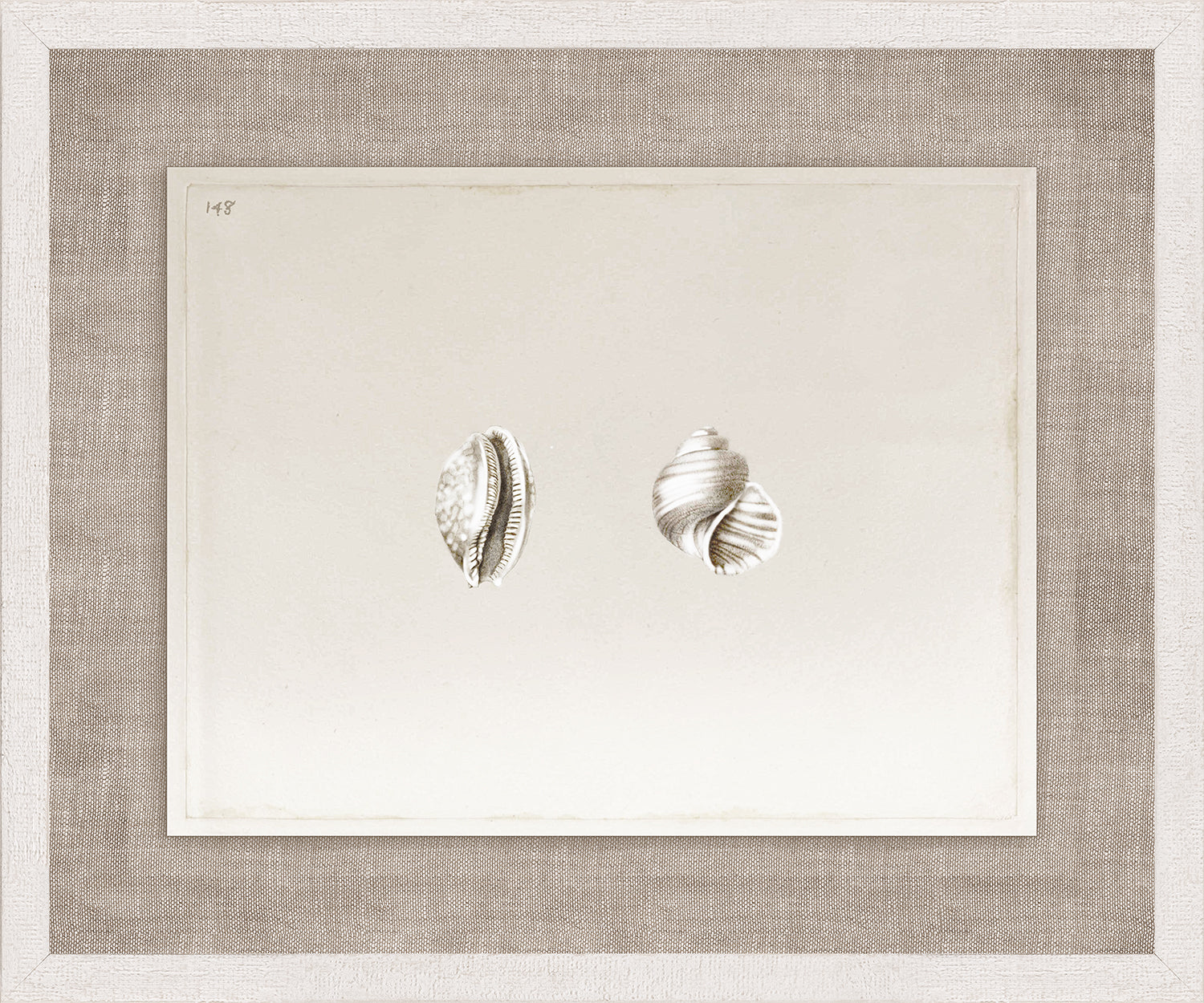 Anna’s Shells, Circa 1822 – II wall art featuring two detailed shell illustrations on a soft background.