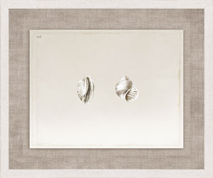 Anna’s Shells, Circa 1822 – II wall art featuring two detailed shell illustrations on a soft background.